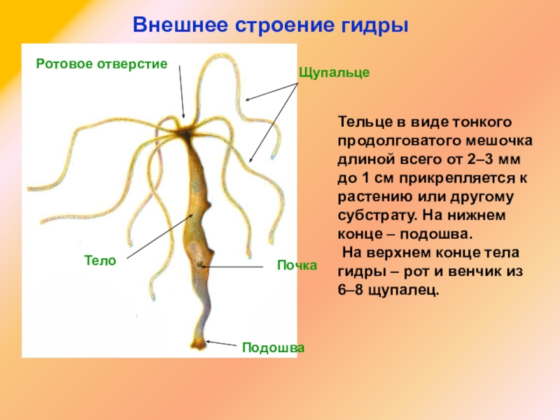 Забыл пароль кракен