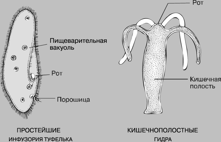 Рабочие ссылки и зеркала кракен